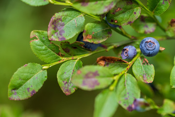 Heidelbeeren mit Heidelbeerstrauch