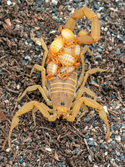 female Arizona bark scorpion, Centruroides sculpturatus, carrying newborn babies on back, front view