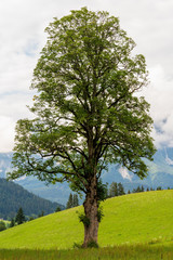 Fototapeta na wymiar Großer markanter Baum