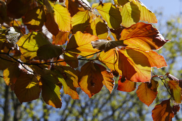 yellow red leaves on the tree, beautiful warm autumn day