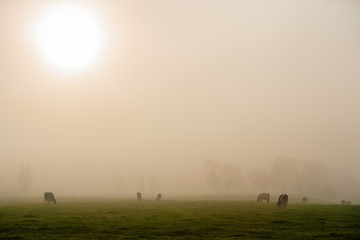 Obraz na płótnie Canvas Cows in early morning fog, Stowe, Vermont, USA
