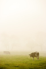 Cows in early morning fog, Stowe, Vermont, USA