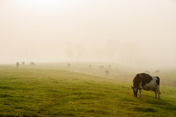 Cows in early morning fog, Stowe, Vermont, USA