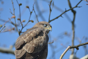 Bussard