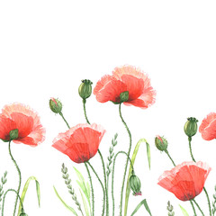 seamless border. flowers red poppies drawing watercolor on a white background