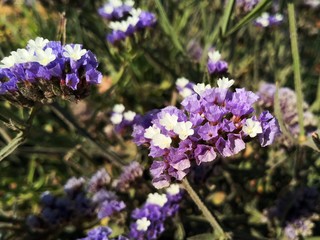 Limonium sinuatum, commonly known as wavyleaf sea lavender, statice, sea lavender, notch leaf marsh...