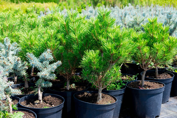 Plant nursery. Coniferous trees in pots. Sale of seedlings of trees
