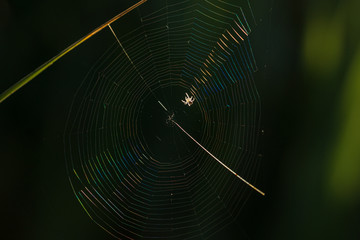 araña esperando a la presa en su perfecta tela de araña