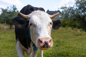 Cow face close up. Black and white cow with a pink nose for advertising with a place for inscription.