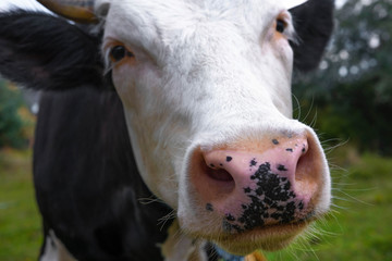Cow face close up. Black and white cow with a pink nose for advertising with a place for inscription.