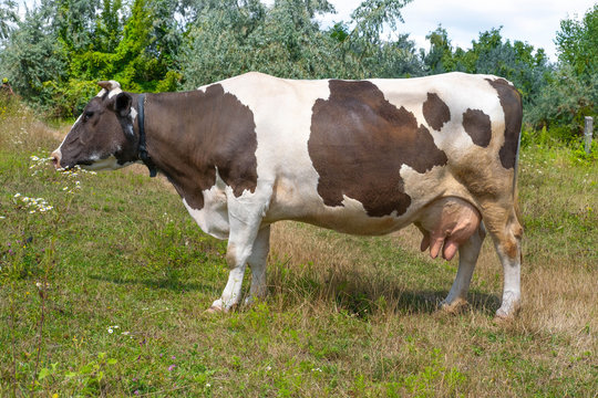 Brown cow in the meadow closeup. Photo of a domestic cow from its side