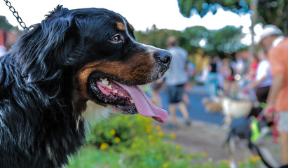 portrait of a dog