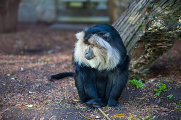 Close-up portrait of wanderu macaque monkey sitting on the ground at zoo