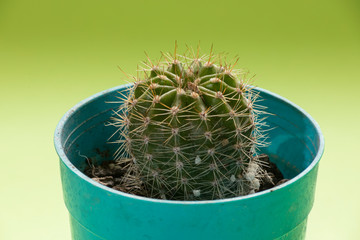 Cactus pequeño  con espinas