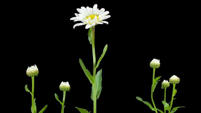 4K. Blooming white daisies flower buds ALPHA matte, Ultra HD. (Time Lapse), 4096x2304