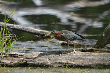 Young Green Heron