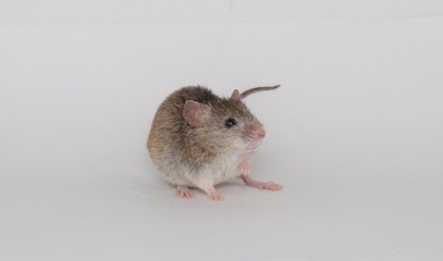 mouse in front of white background