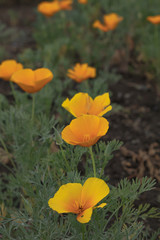 bright yellow flowers on a flower bed highlighted closeup on a cloudy day