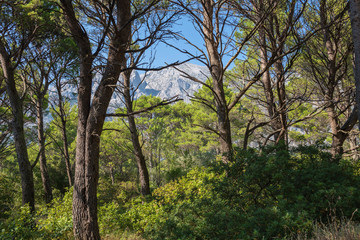 Obraz na płótnie Canvas Biokovo mountain nature park and trees from Makarska Riviera, Dalmatia, Croatia