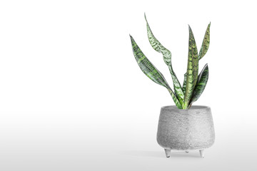 Sansevieria plant in pot on white table