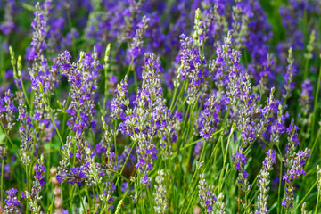 Fototapeta premium Lavandula or lavender respectively, background of flowering plants.