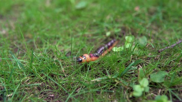 A large caterpillar crawls on the grass