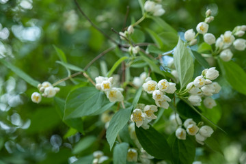 Fototapeta premium blossom bird-cherry bush in city park in spring