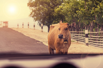 A cute cow walking across the road