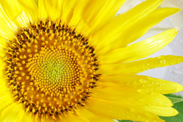 Obraz premium Wet sunflower inflorescence from rain and dew on a white background. Drops of moisture. Farm harvest. Close-up