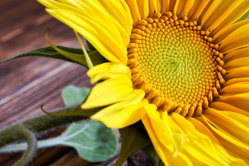 A delightful inflorescence of a sunflower on a wooden surface made of pine boards