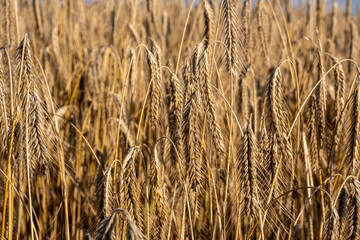 Fototapeta premium field of ripening barley in summer on a sunny day