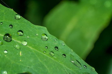 Morgentau auf einem Blatt