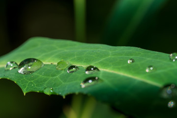 Morgentau auf einem Blatt