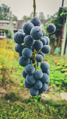 Bunch of dark grapes with green background in daylight