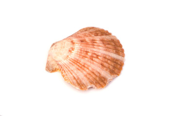 Close up of ocean shell isolated on white background.