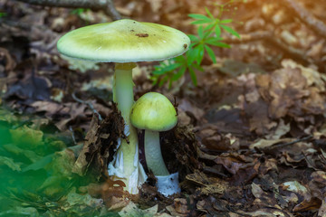 Amanita phalloides poisonous mushroom, commonly known as the death cap
