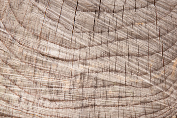 Tree bark texture. Nature wood background. Texture pattern of figured cracked bark.