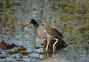 Common Gallinule Moorhen