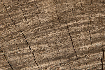 Close up tree bark texture with cracks. Nature wood background. Texture pattern of old figured cracked bark.