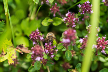 Biene auf Blüte