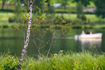 Kleine Birke am Seeufer mit Boot im Hintergrund