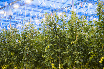 Rows of tomato plants growing inside big industrial greenhouse