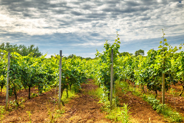 Fototapeta na wymiar A vineyard field in a summer landscape. Privlaka village in Croatia, Europe.