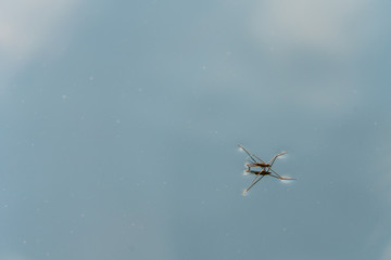 Wasserläufer auf einem See © lexpixelart