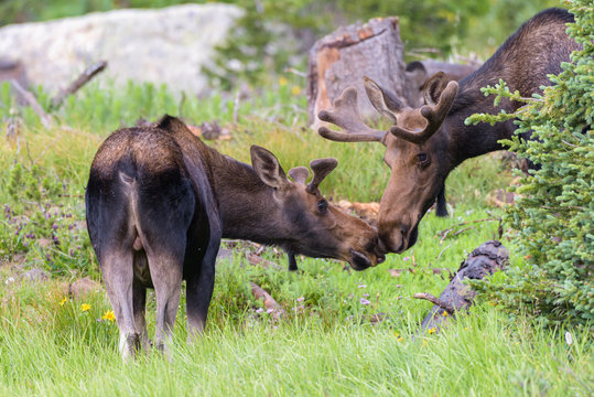 Shiras Moose in the Rocky Mountains of Colorado