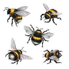 watercolor illustration, assorted bumblebees, wild insect clip art, isolated on white background