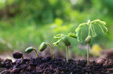 Seed plants are growing.They are growing step by step.One has root and grow under the soil and the other seed has leaves.They are growing among sunlight.Photo new life and  growing concept.