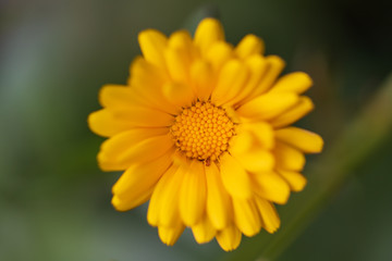Obraz premium Gelbe Blüte