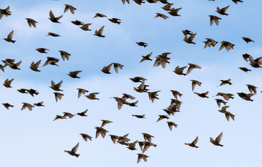  large flock of starlings birds are rapidly waving their wings and flying against the blue summer sky