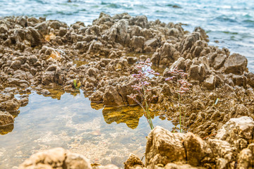 Beautiful rocky beach with lonely flower in Istria, Croatia